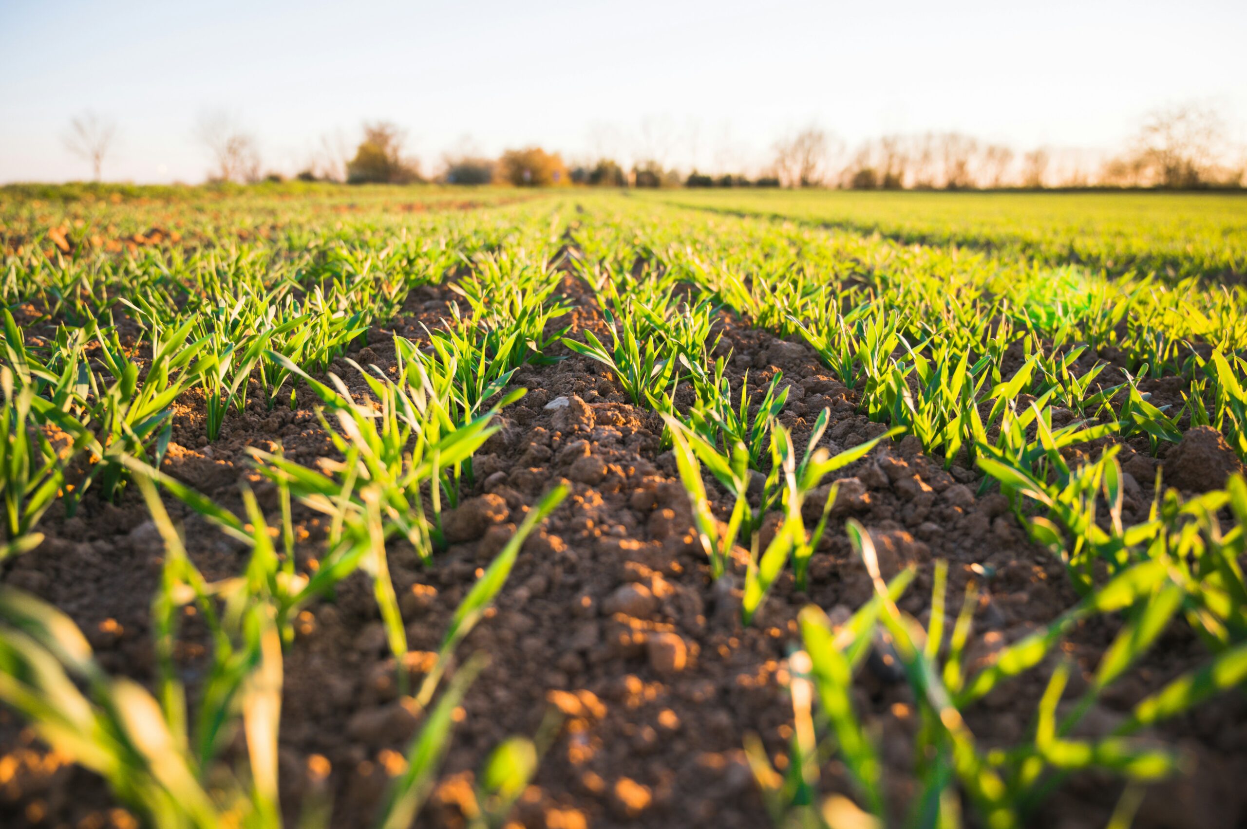 LUI AGRI (PTY) LTD: Learnerships 2024